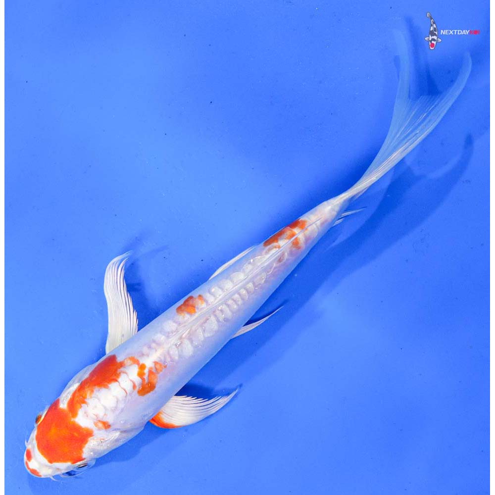 8” Imported Kikusui Butterfly Koi