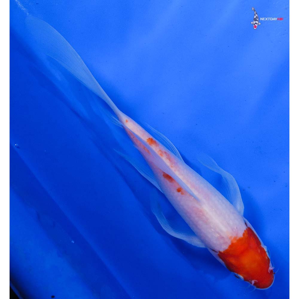 8.5” Imported Kohaku Butterfly Koi