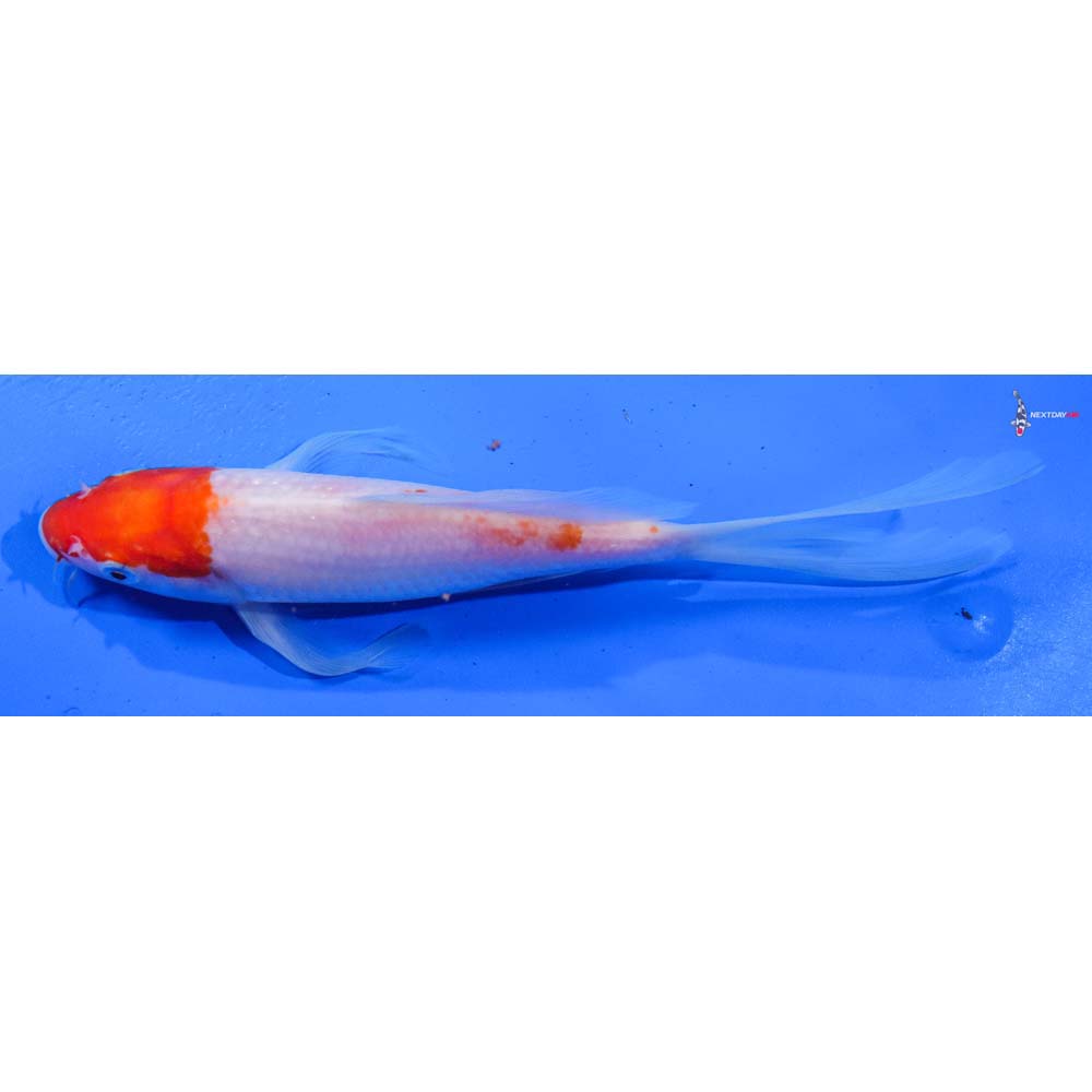 8.5” Imported Kohaku Butterfly Koi
