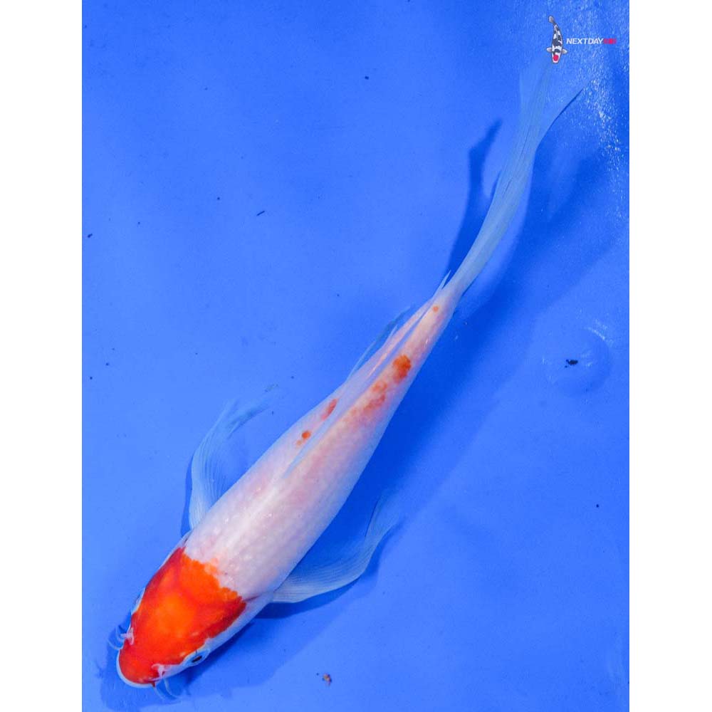 8.5” Imported Kohaku Butterfly Koi