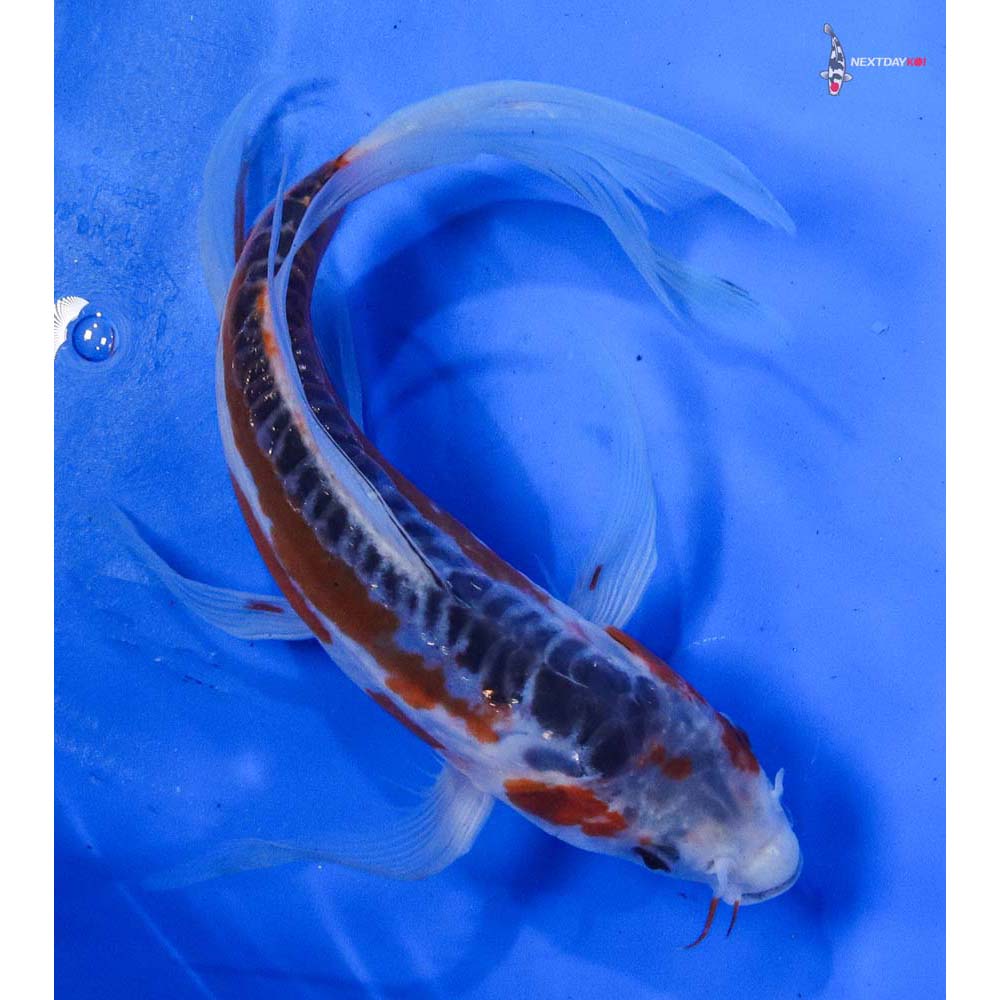 8.5” Imported Shusui Butterfly Koi