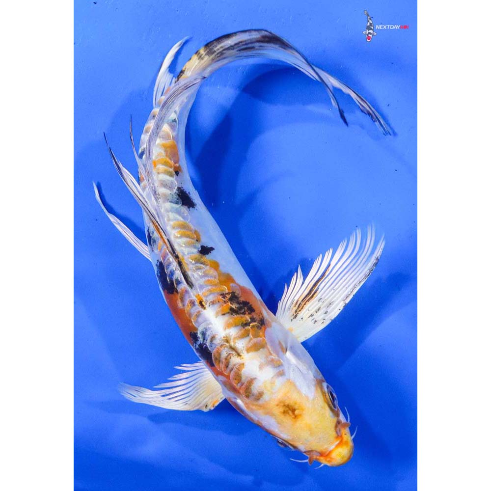 8.5” Imported Heisei Nishiki Butterfly Koi