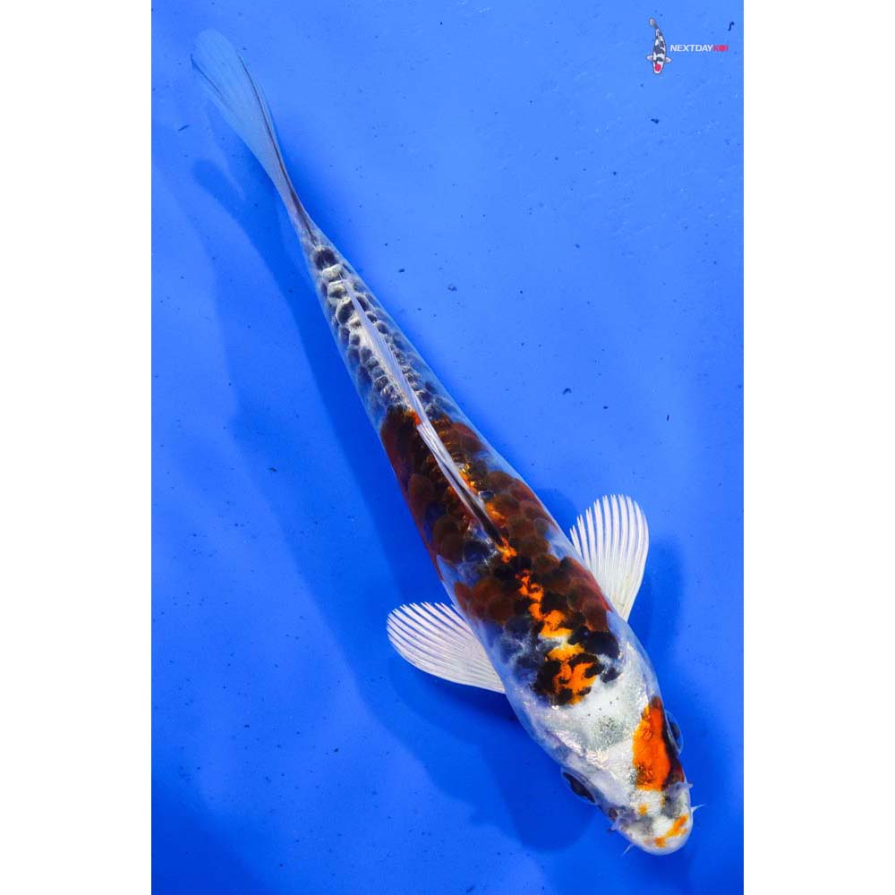 6.5” Imported Armor Scaled Kujaku