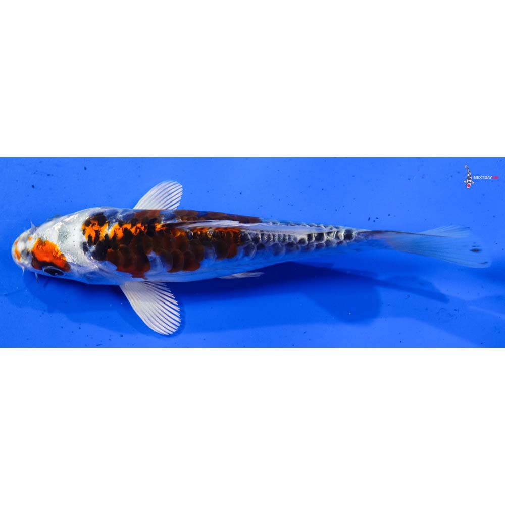 6.5” Imported Armor Scaled Kujaku