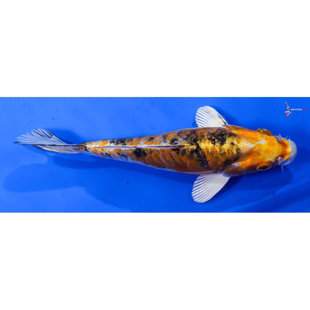 7” Imported Heisei Nishiki