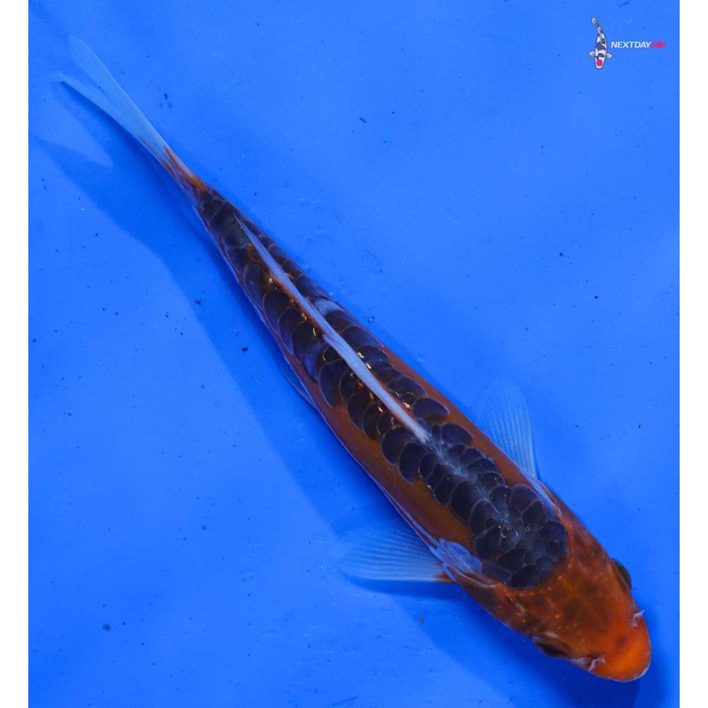 6.5” Imported Hana Shusui