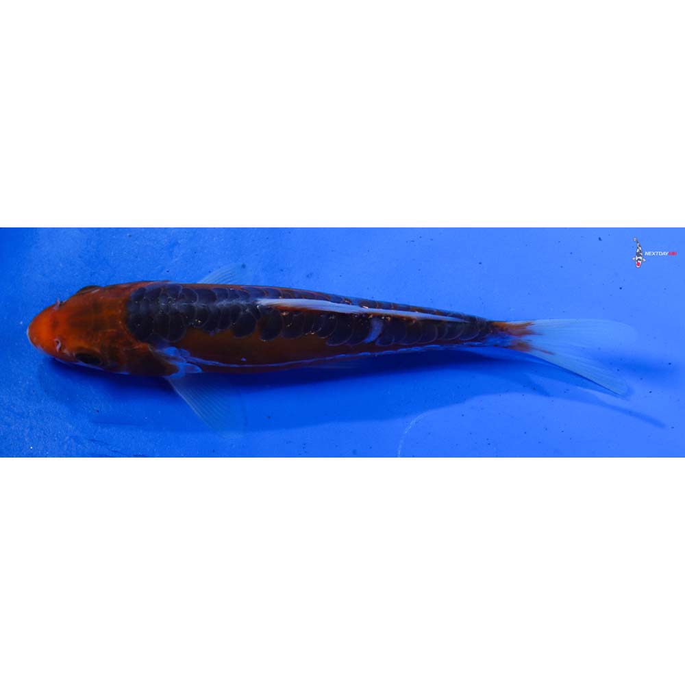 6.5” Imported Hana Shusui