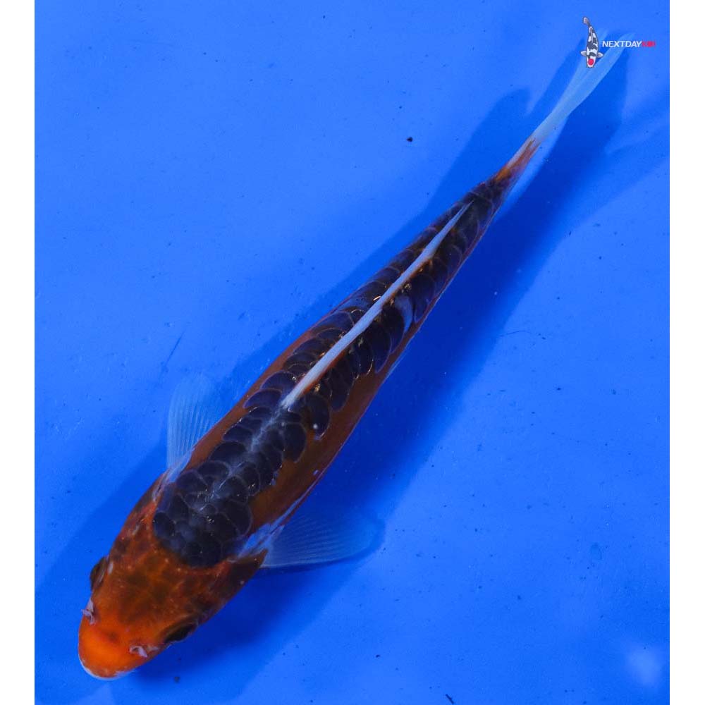 6.5” Imported Hana Shusui