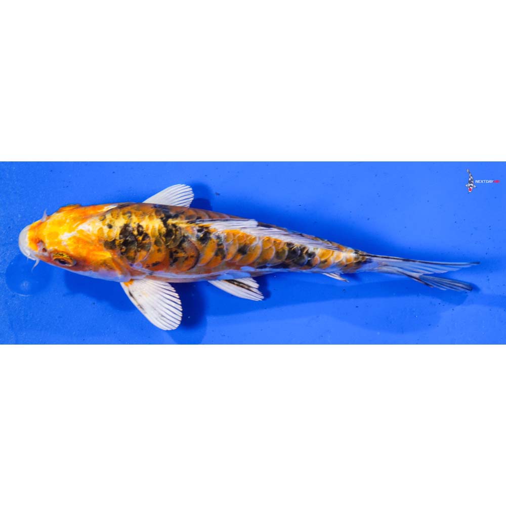 7” Imported Heisei Nishiki