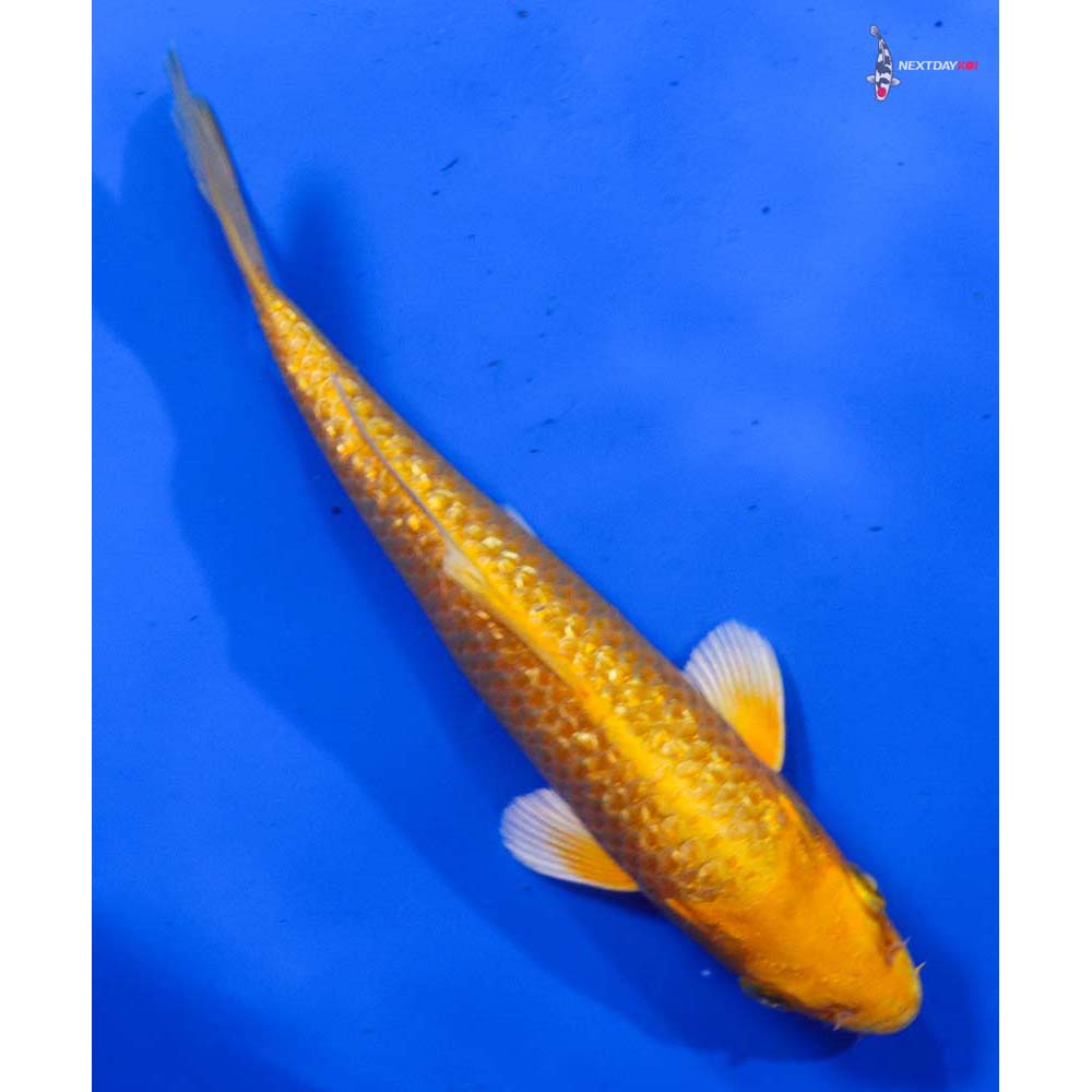 6” Imported Gin Rin Yamabuki Ogon