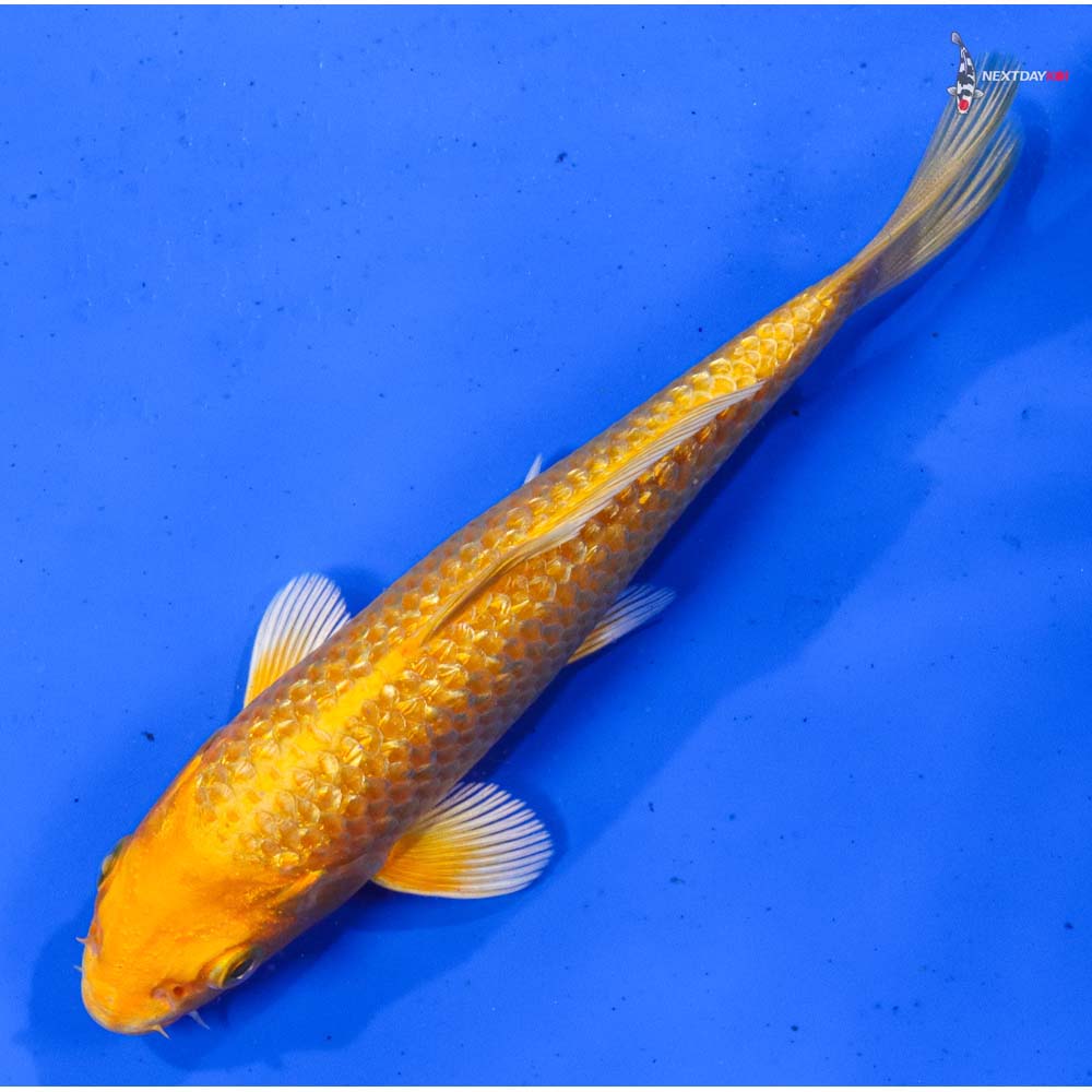 6” Imported Gin Rin Yamabuki Ogon