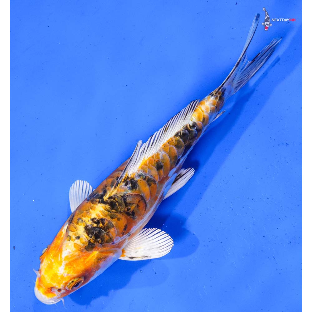 7” Imported Heisei Nishiki