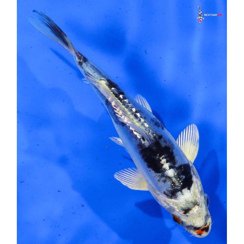 6” Imported Gin Rin Heisei Nishiki