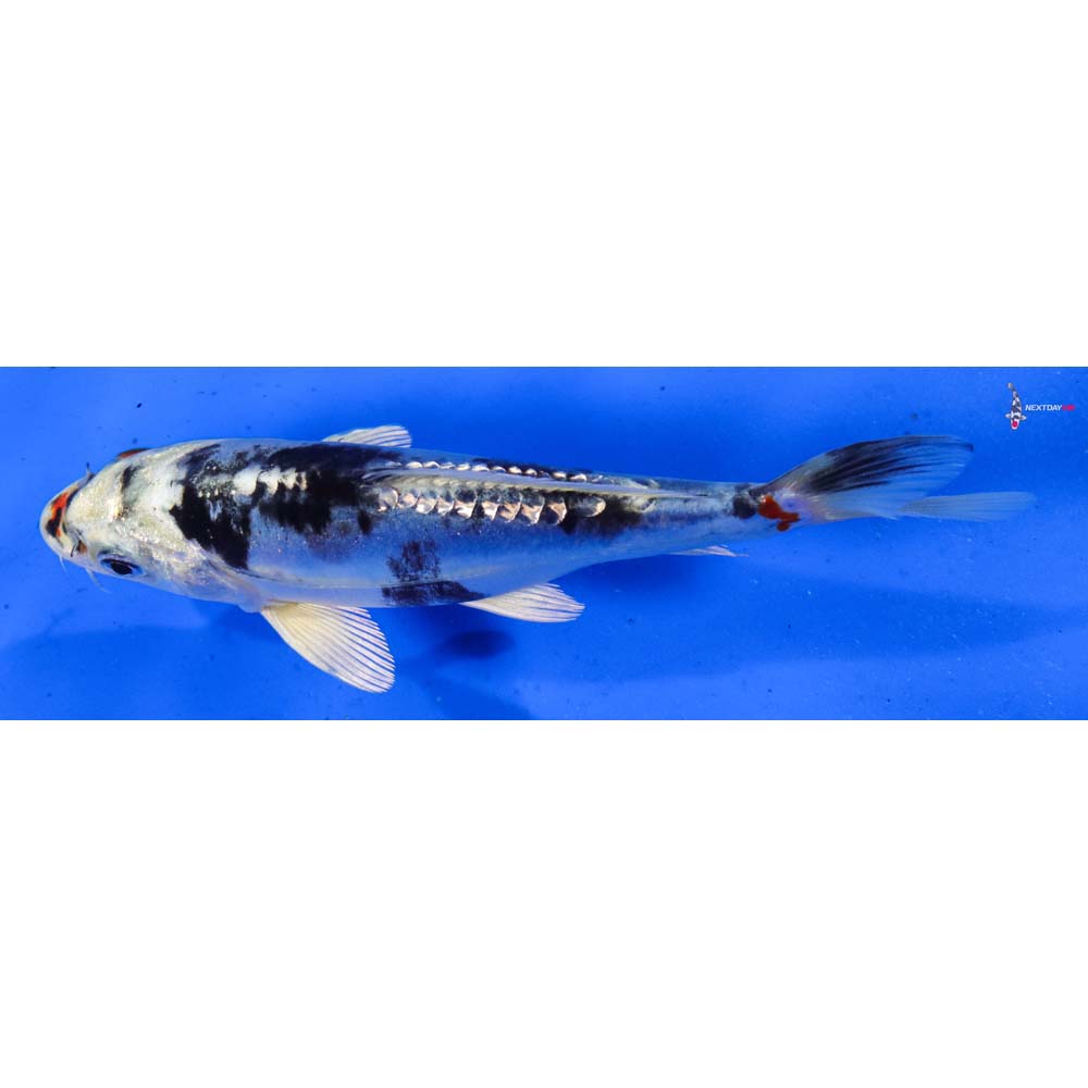 6” Imported Gin Rin Heisei Nishiki