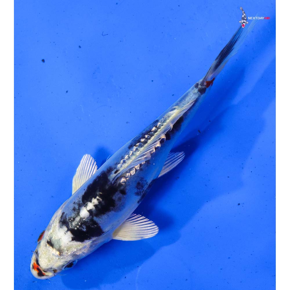 6” Imported Gin Rin Heisei Nishiki