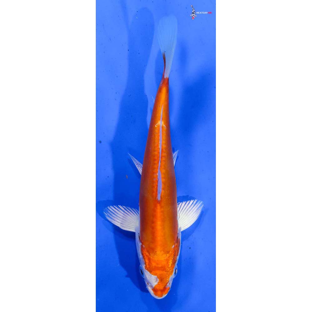 6” Imported Kikusui