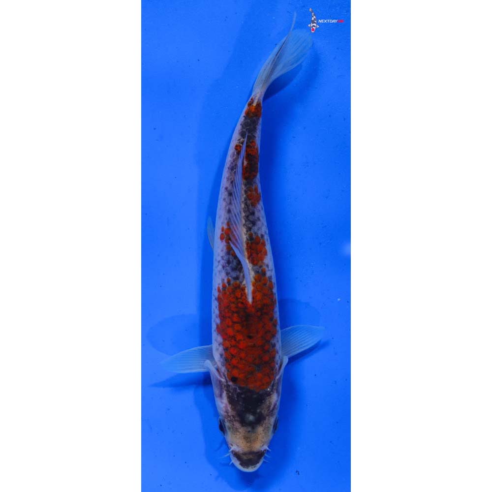 7” Imported Goshiki