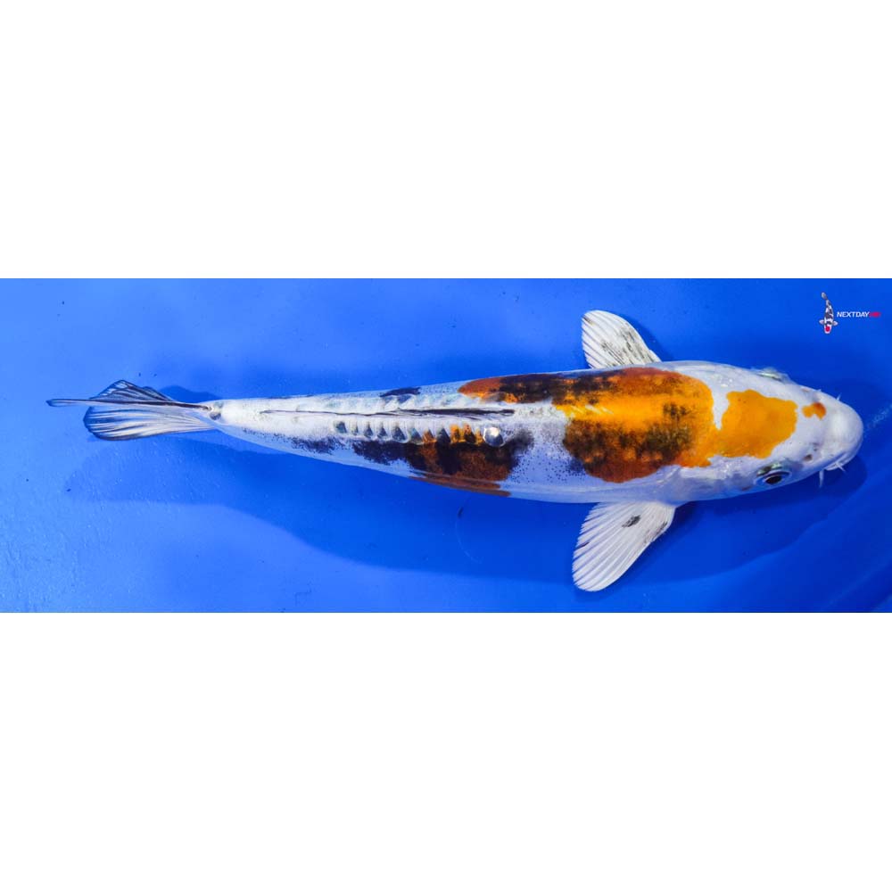 9” Imported Heisei Nishiki