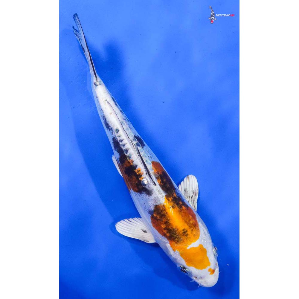 9” Imported Heisei Nishiki