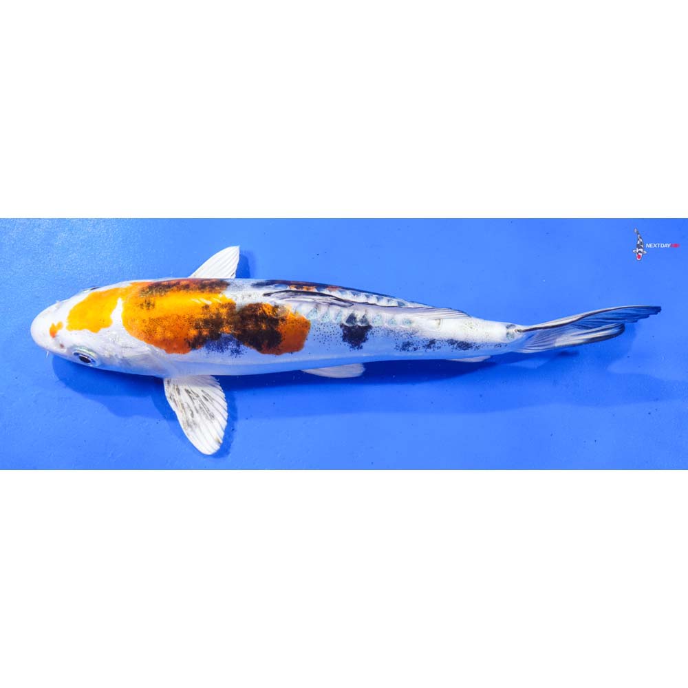 9” Imported Heisei Nishiki