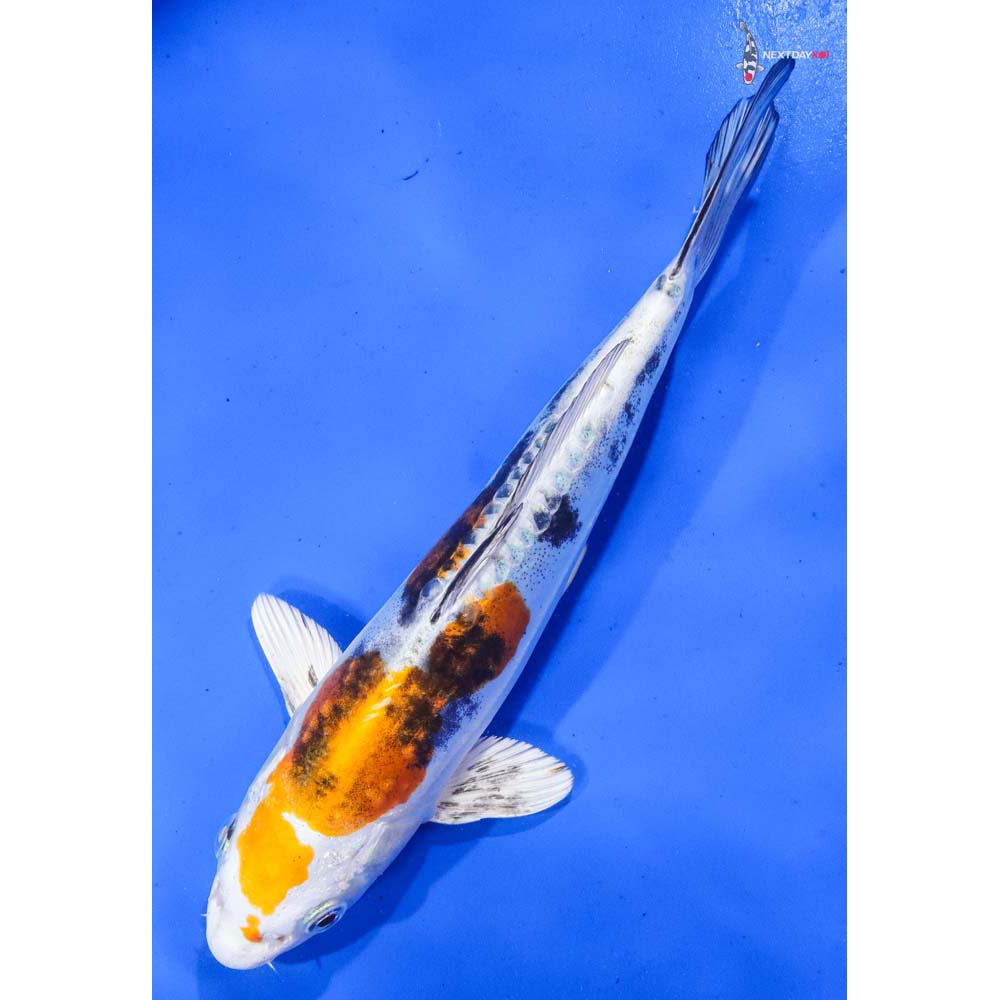 9” Imported Heisei Nishiki