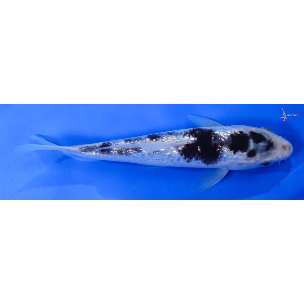 8” Imported Gin Rin Goromo