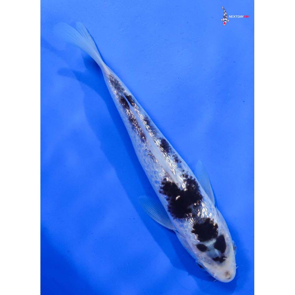 8” Imported Gin Rin Goromo