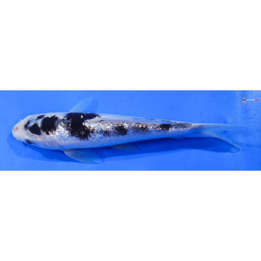 8” Imported Gin Rin Goromo