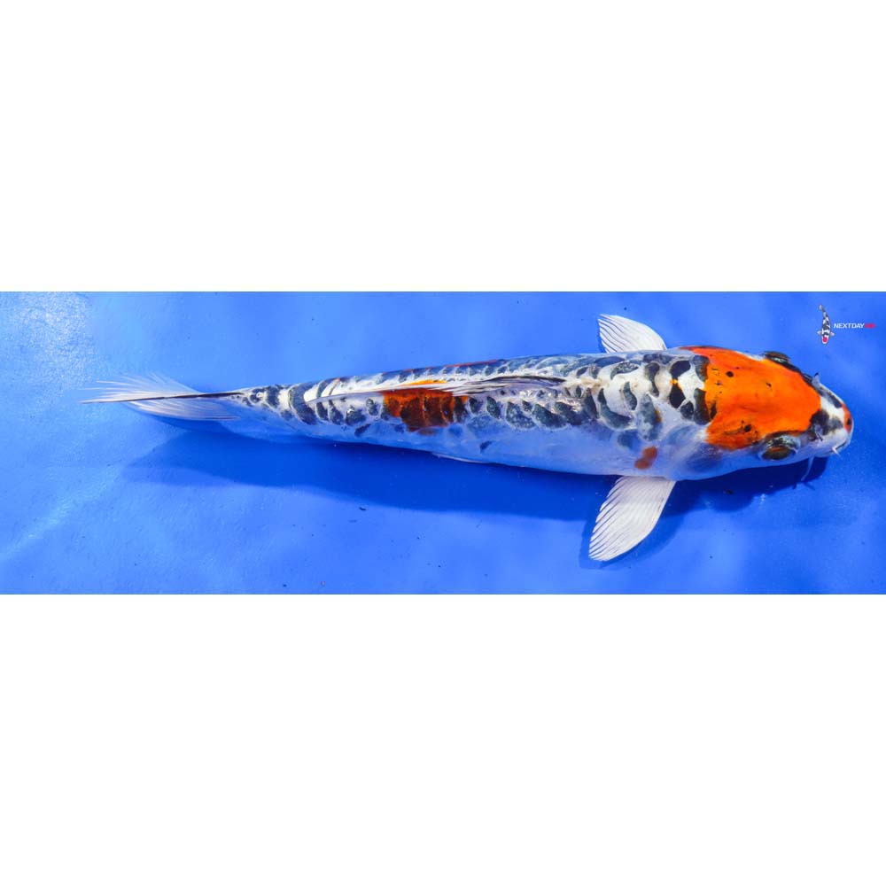 10” Imported Doitsu Kujaku