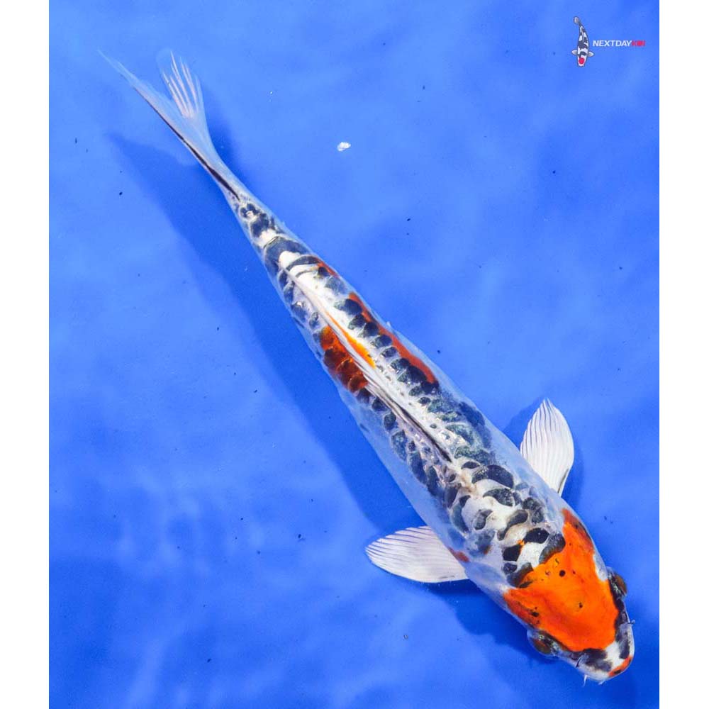 10” Imported Doitsu Kujaku