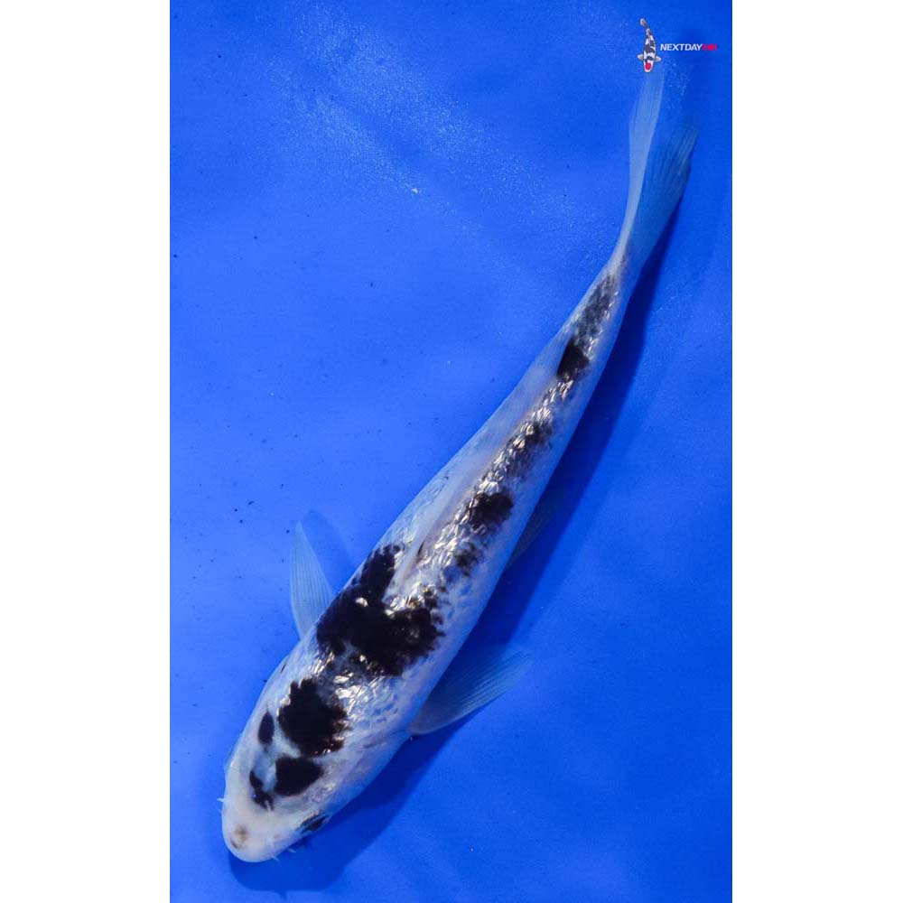 8” Imported Gin Rin Goromo