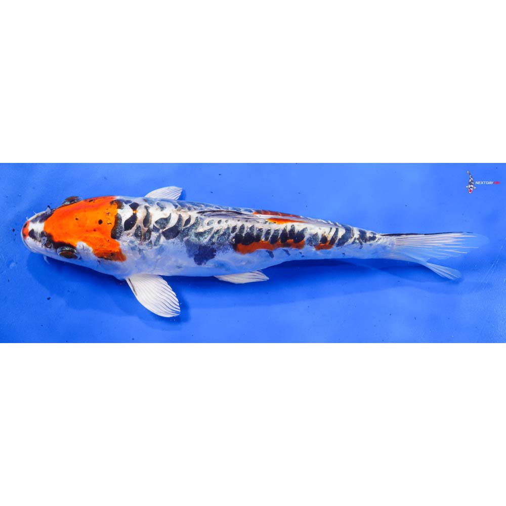 10” Imported Doitsu Kujaku