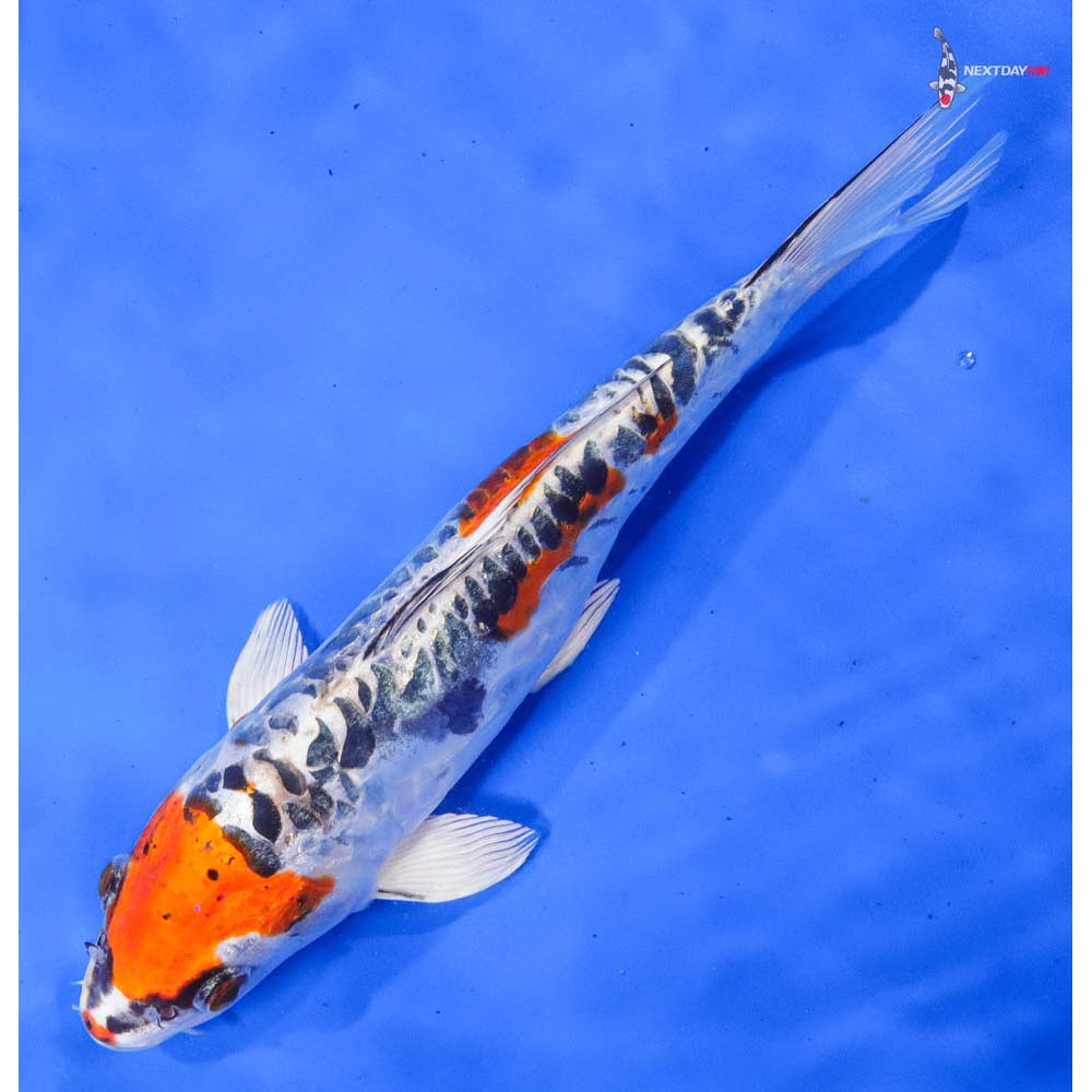 10” Imported Doitsu Kujaku