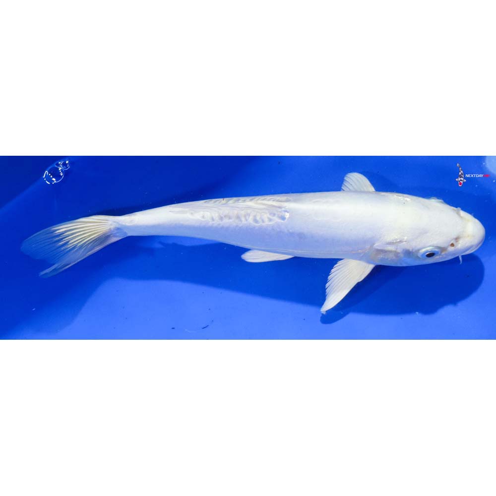 10” Imported Doitsu Platinum Ogon