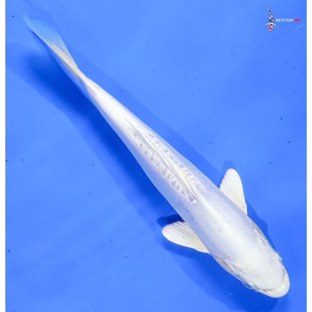 10” Imported Doitsu Platinum Ogon