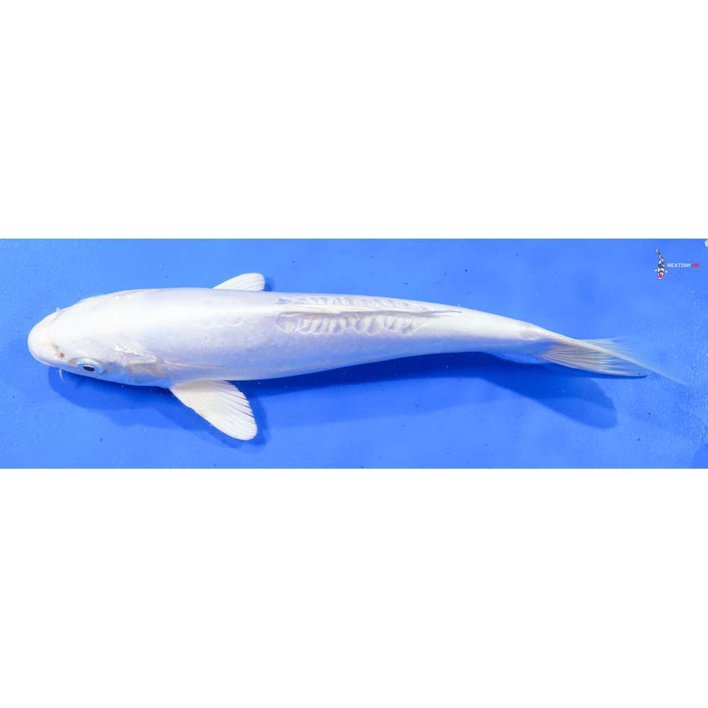 10” Imported Doitsu Platinum Ogon