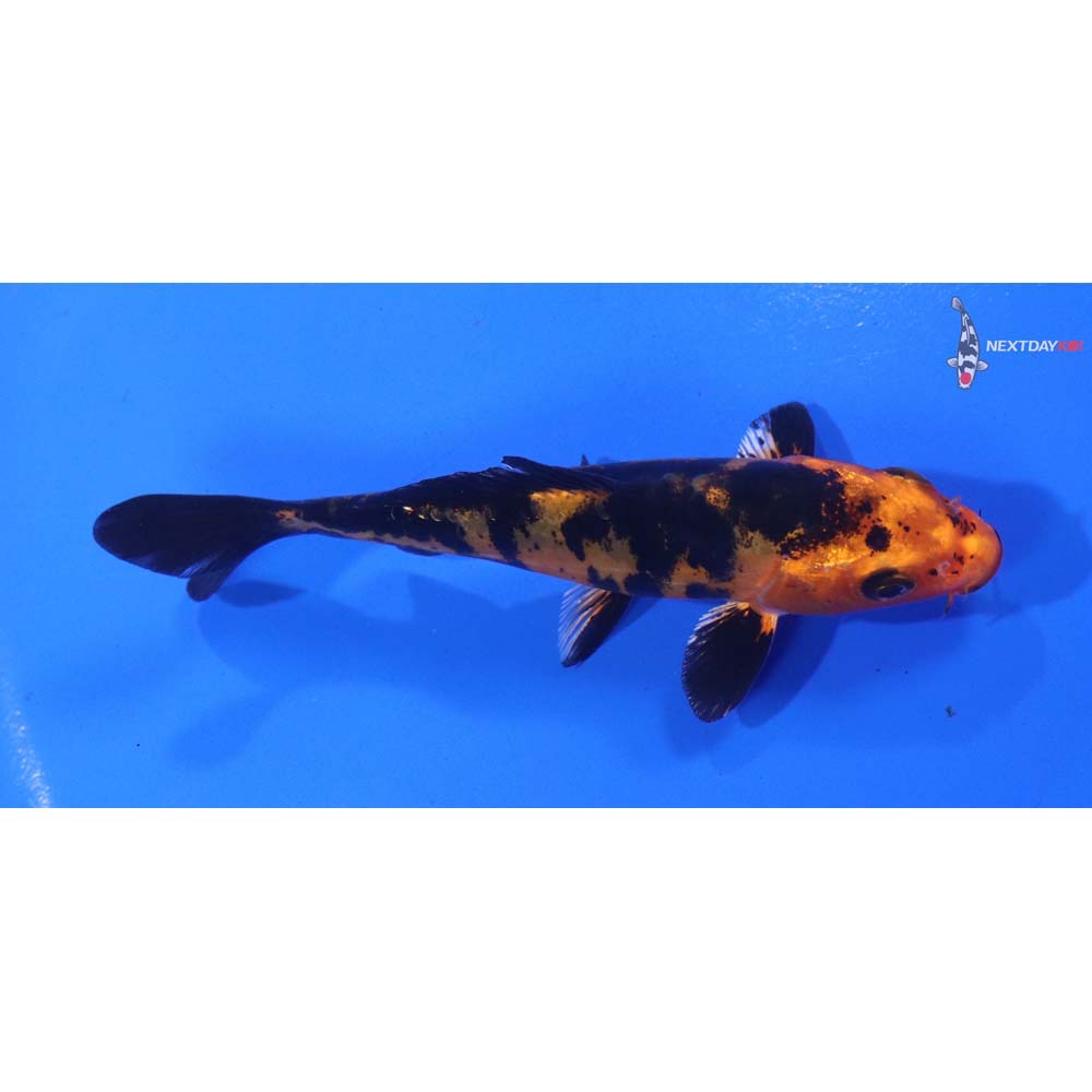 4” Imported Doitsu Kin Aka Bekko