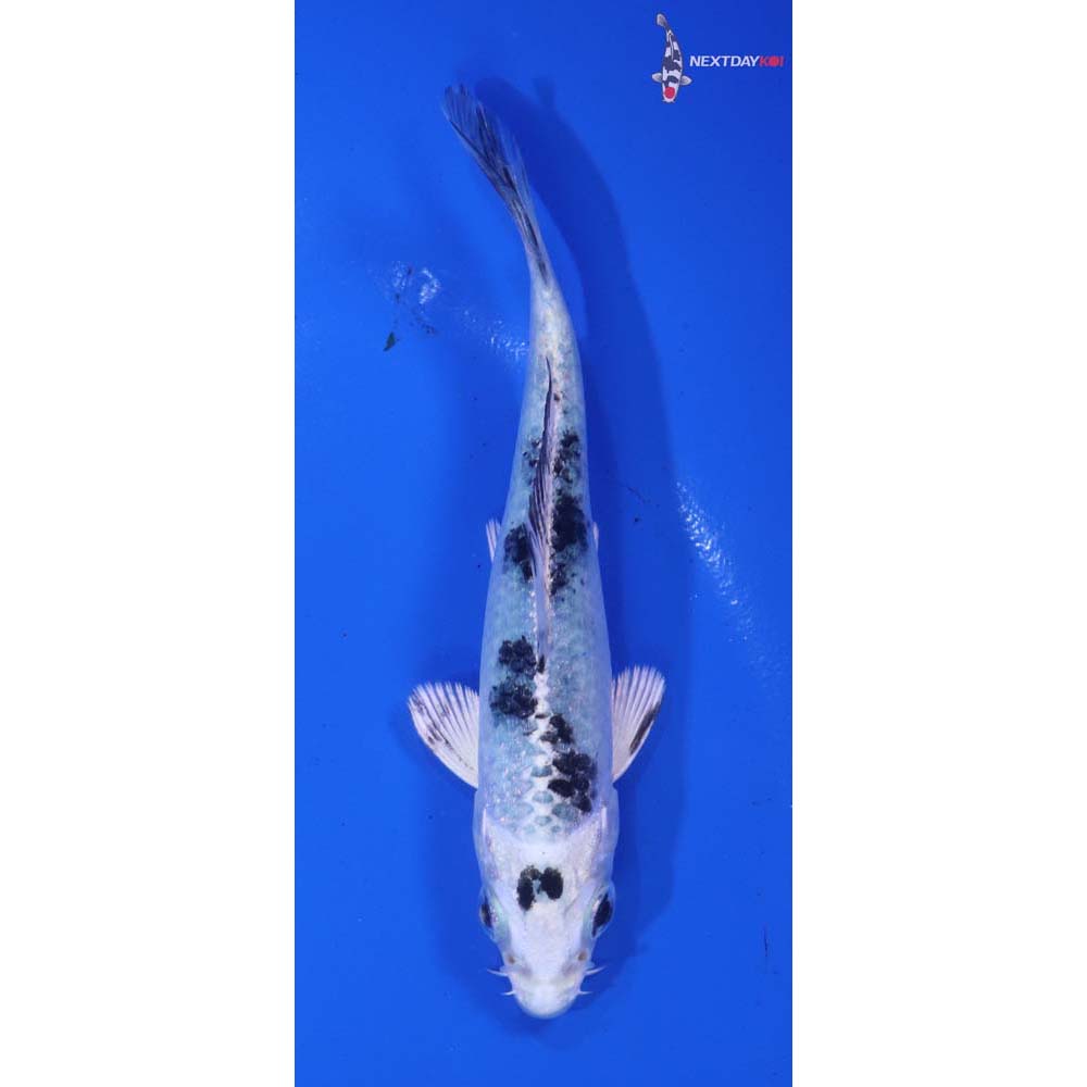 4” Imported Gin Shiro Bekko