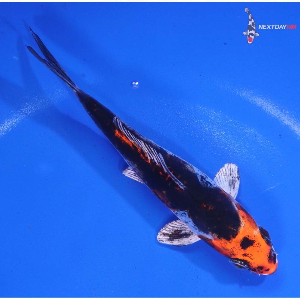 4.5” Imported Kin Kikokuryu