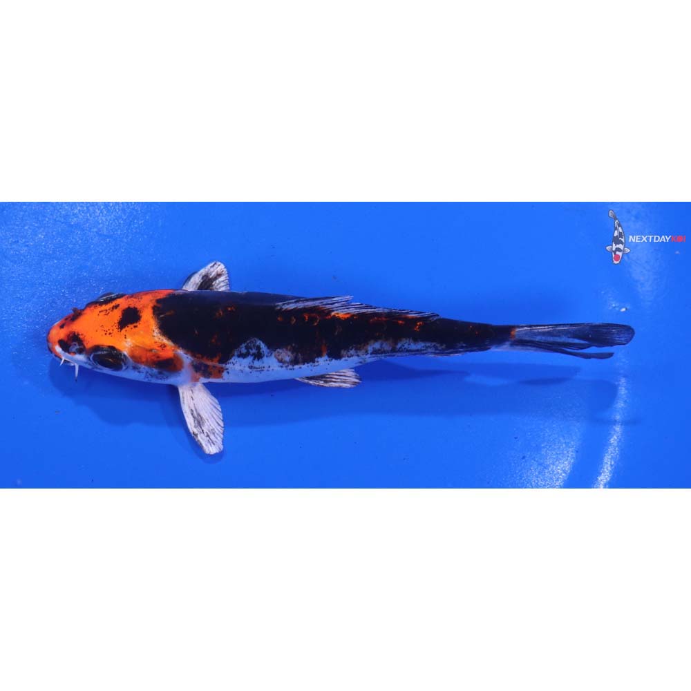 4.5” Imported Kin Kikokuryu