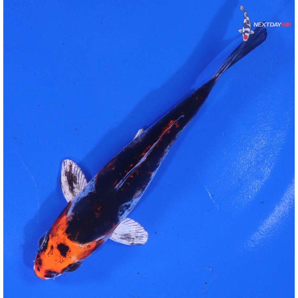 4.5” Imported Kin Kikokuryu