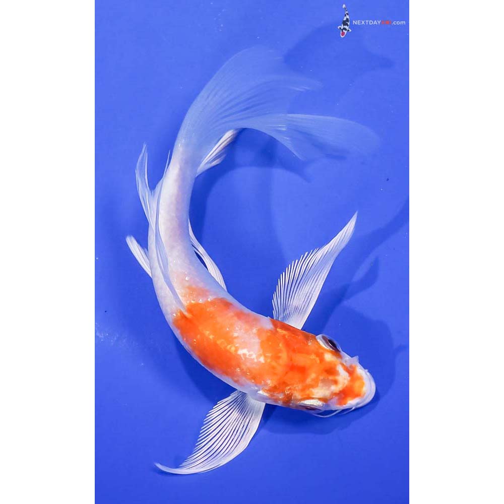 6” Imported Hariwake Butterfly Koi