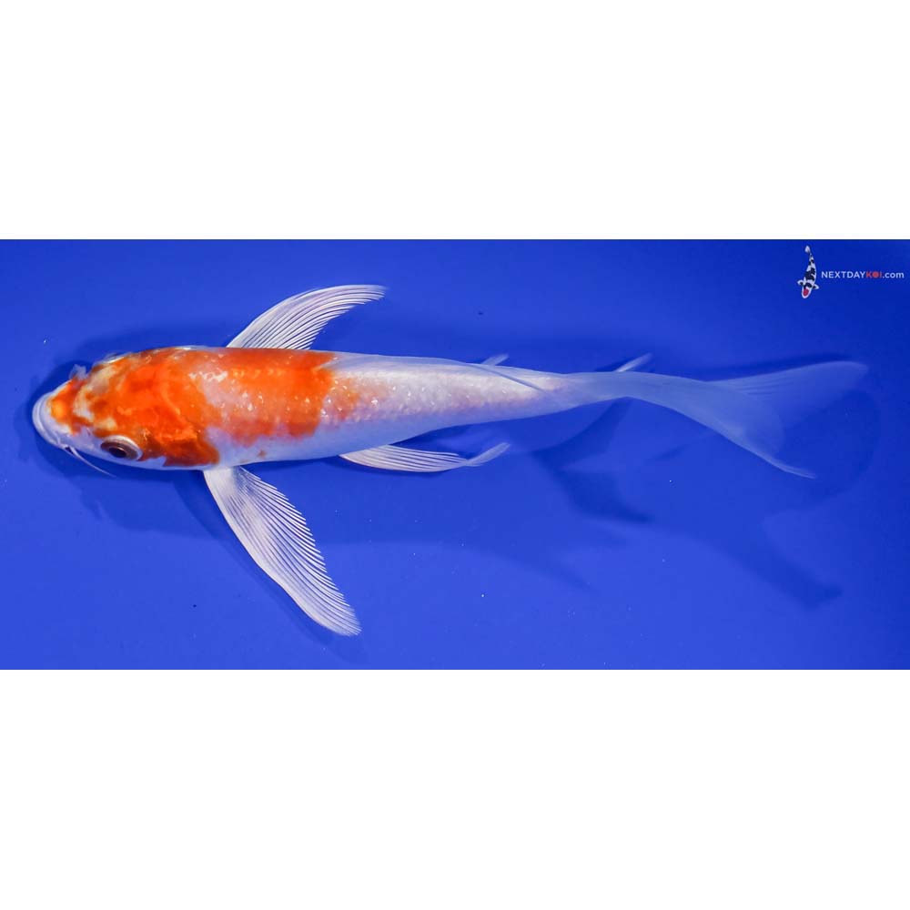 6” Imported Hariwake Butterfly Koi