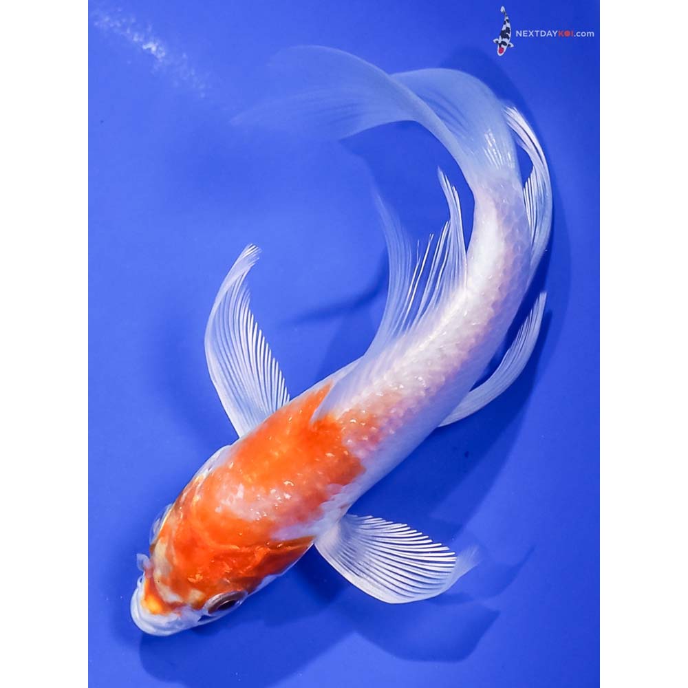 6” Imported Hariwake Butterfly Koi