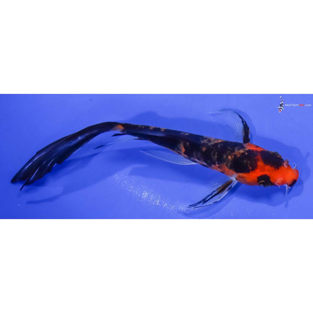 6” Imported Aka Sanke Butterfly Koi