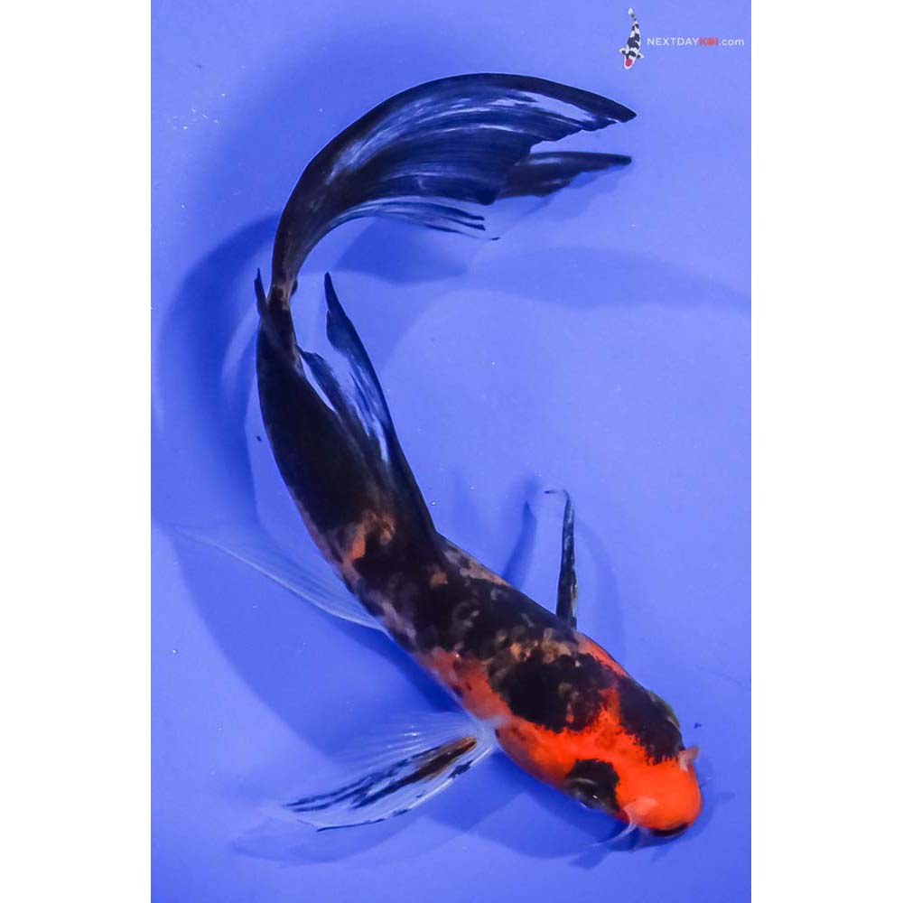 6” Imported Aka Sanke Butterfly Koi