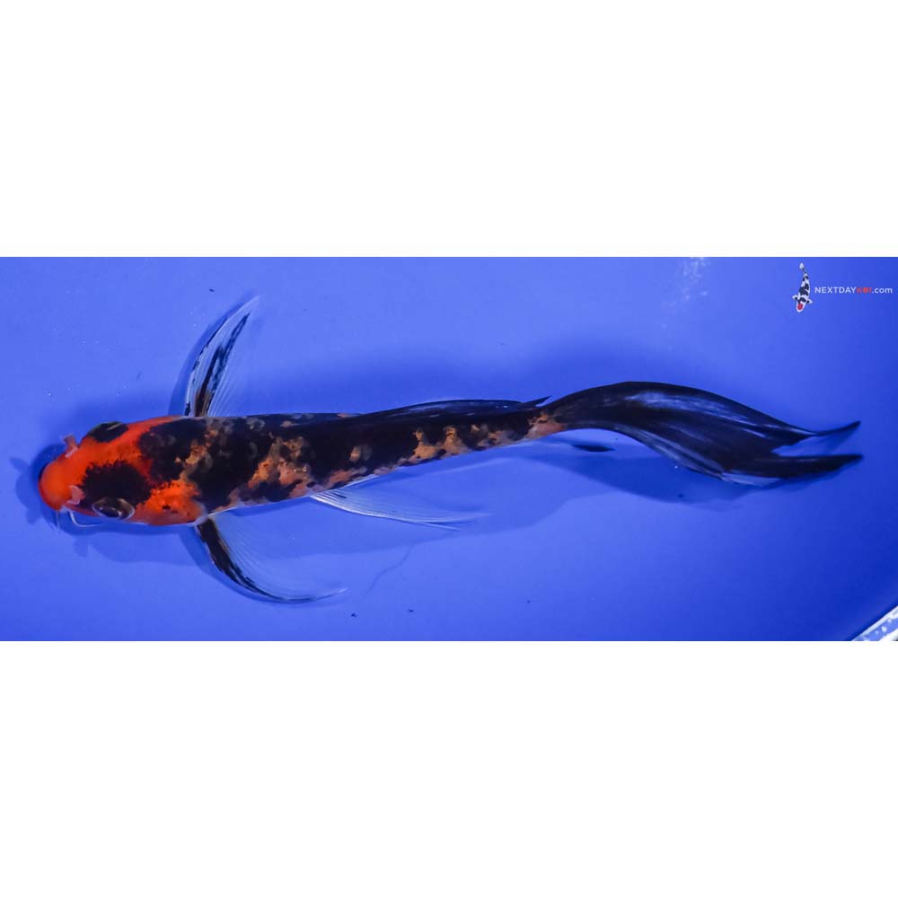 6” Imported Aka Sanke Butterfly Koi