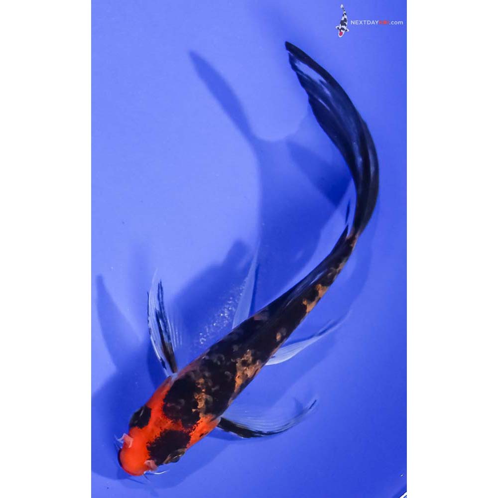 6” Imported Aka Sanke Butterfly Koi