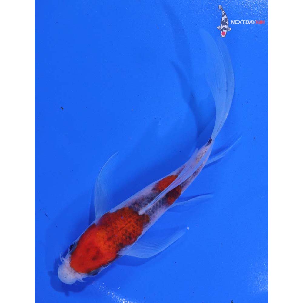 5” Imported Goshiki Butterfly Koi