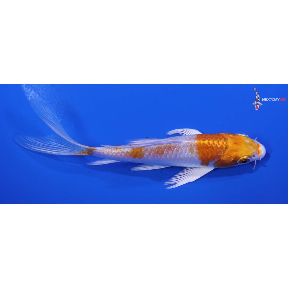 5” Imported Hariwake Butterfly Koi